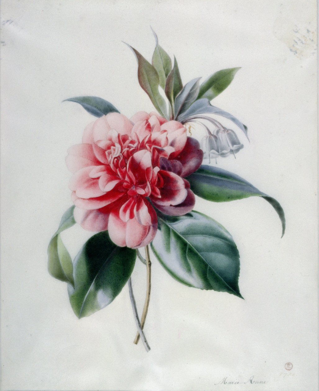 Camellia av Marie Anne