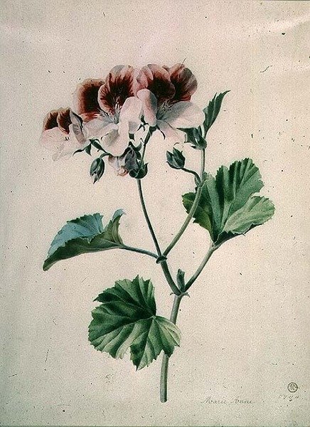 Geranium av Marie Anne