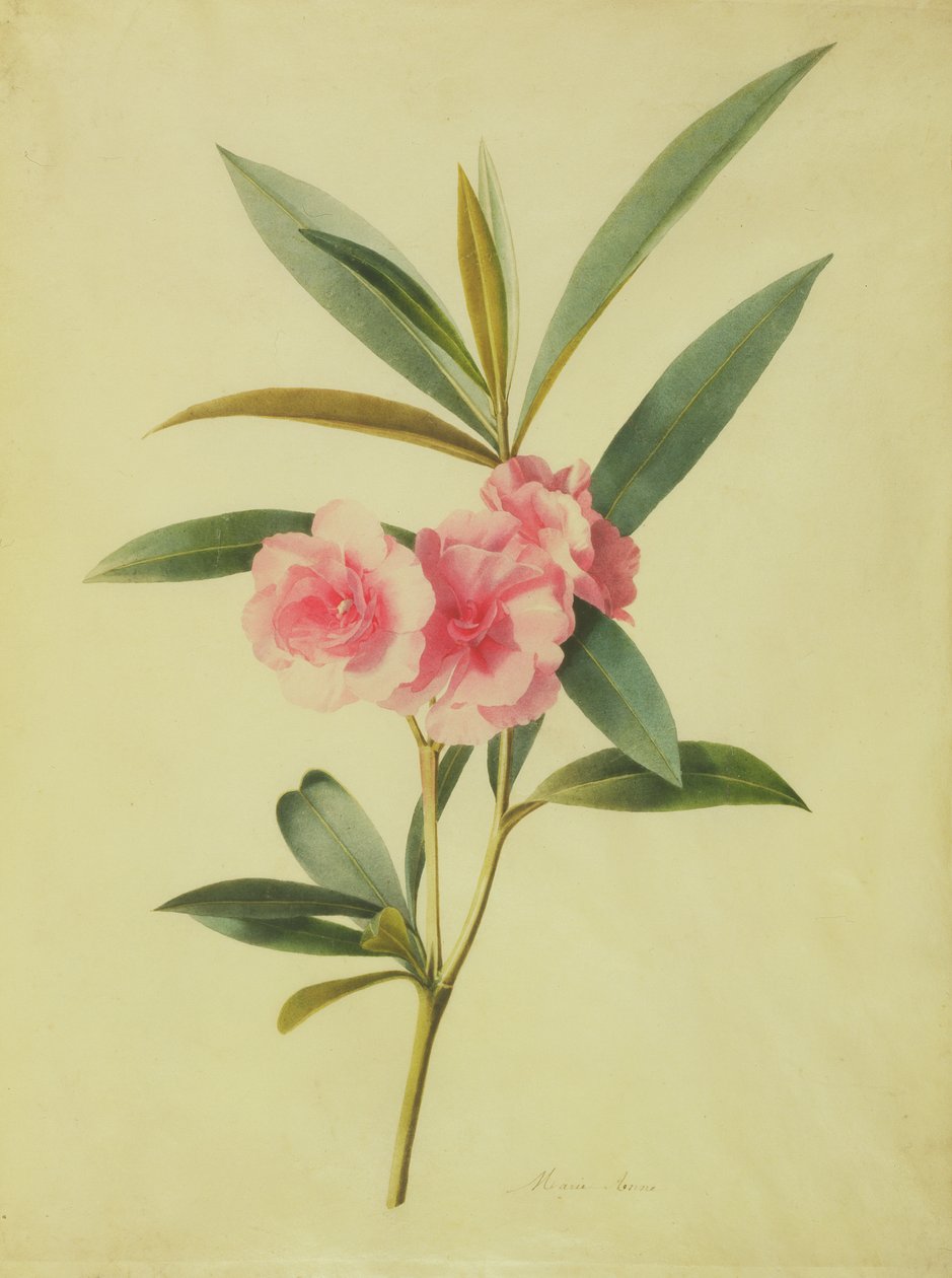 Nerium Oleander (Rose Bay) (wc på vellum) av Marie Anne