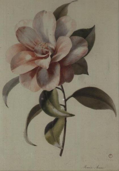 Camellia av Marie Anne