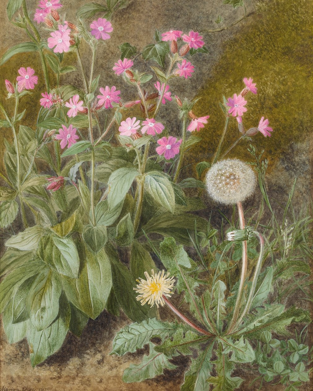 Rose Campions and Dandelion, 1875 (wc på papir) av Marion Chase