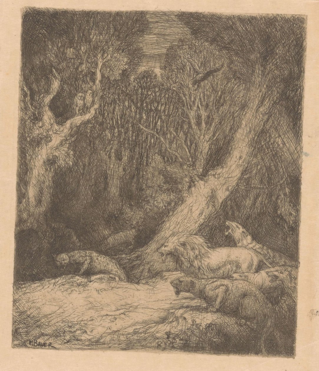 Ville dyr i skogen av Marius Bauer