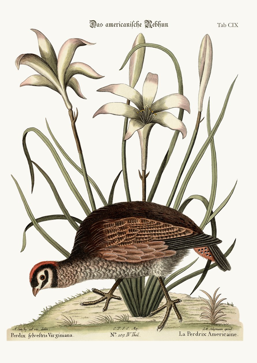 The American Partridge, 1749-73 av Mark Catesby