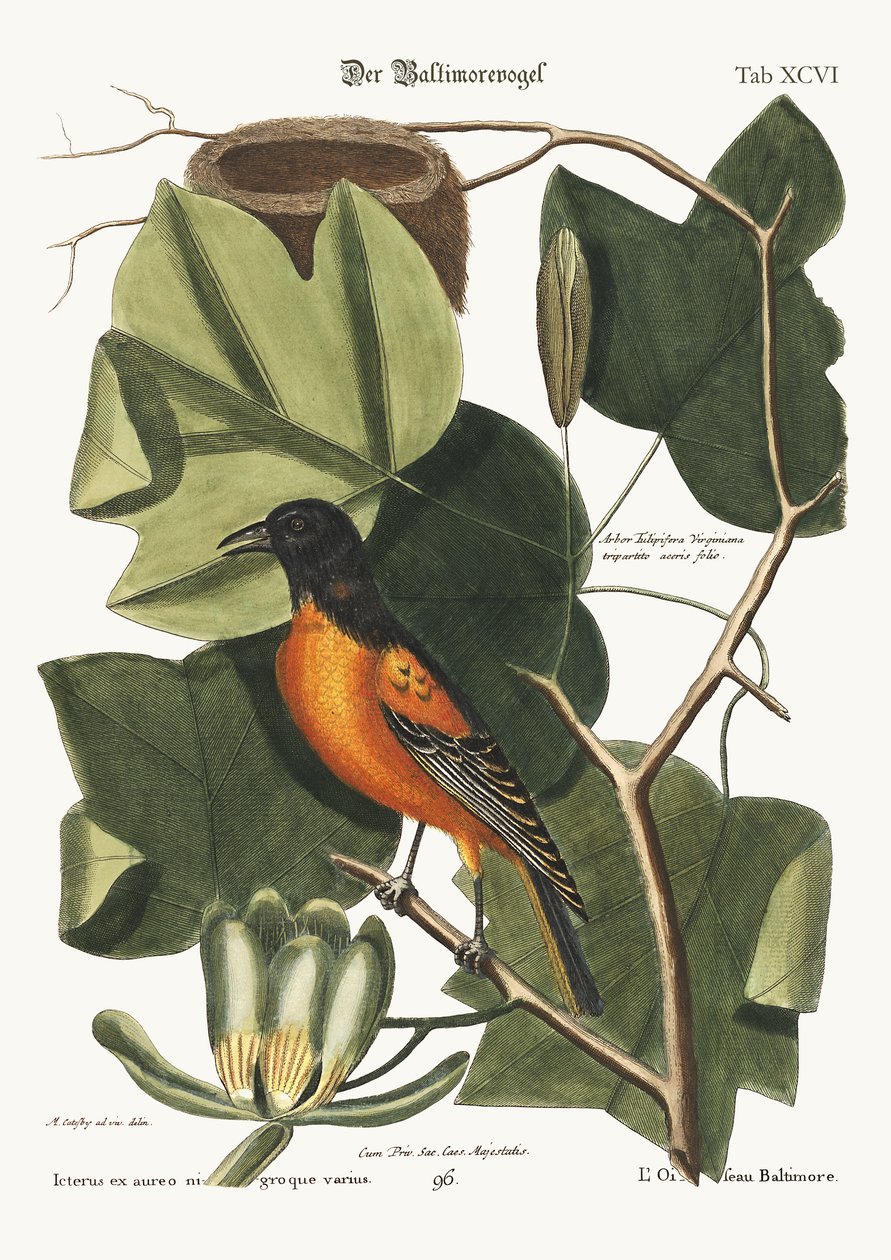 Baltimore-fuglen, 1749-73 av Mark Catesby
