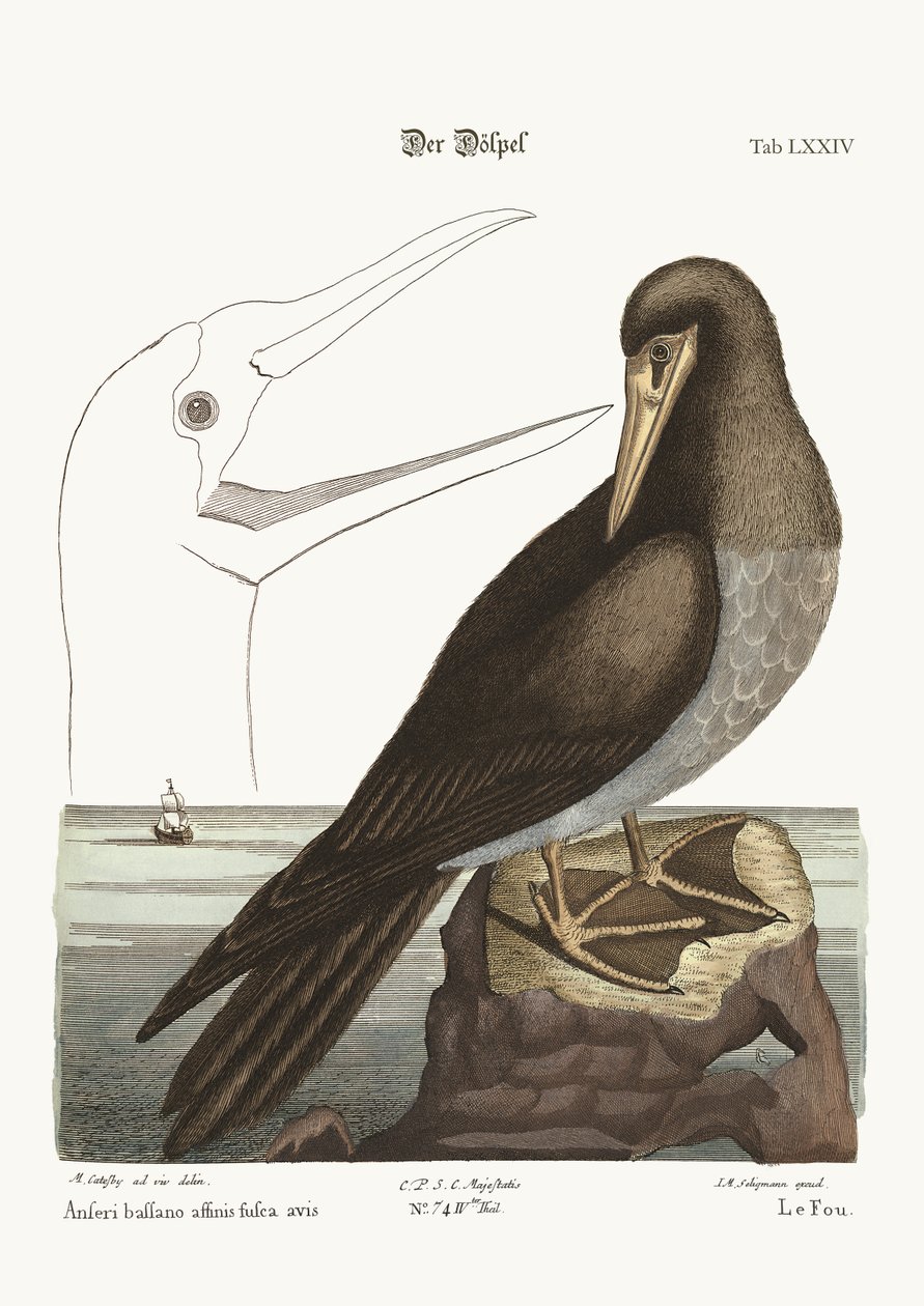 The Booby, 1749-73 av Mark Catesby
