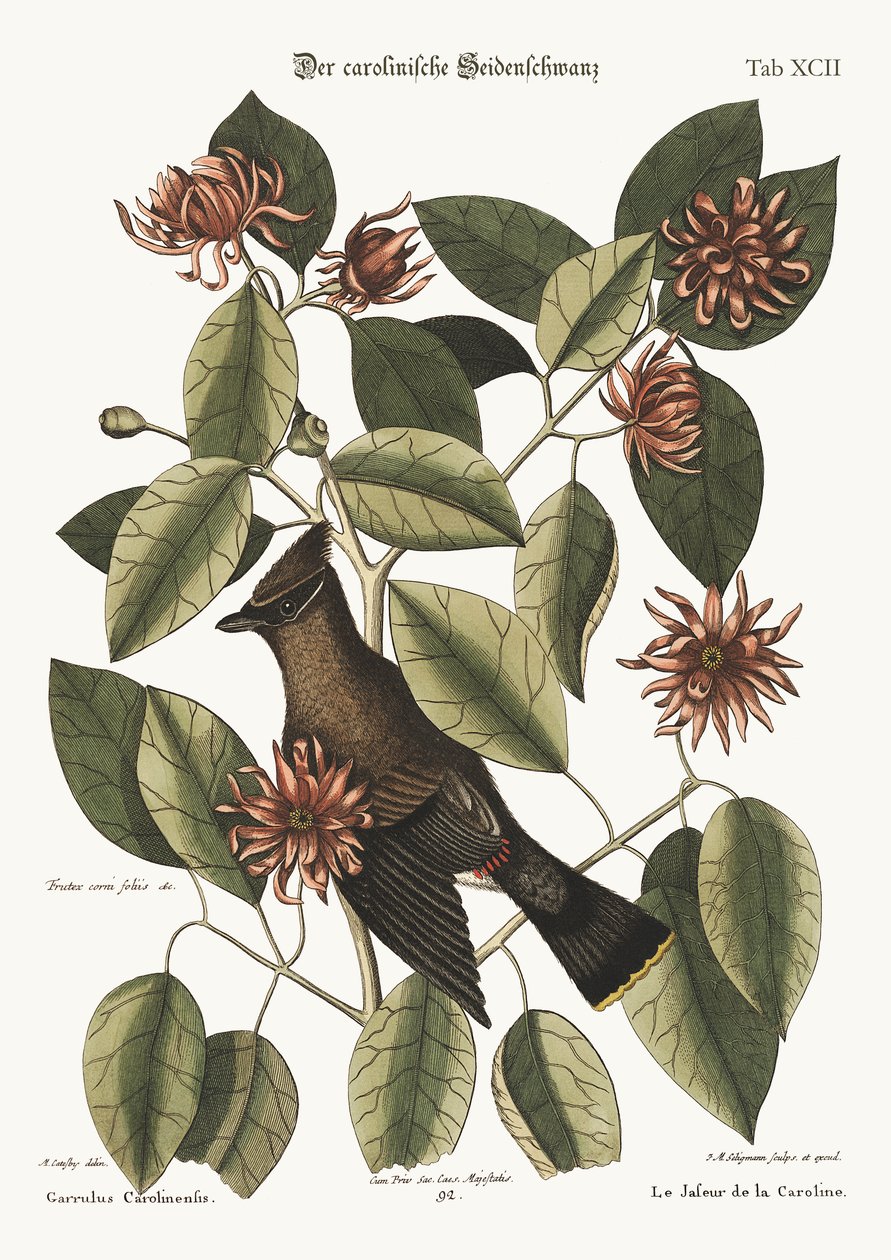The Chatterer, 1749-73 av Mark Catesby