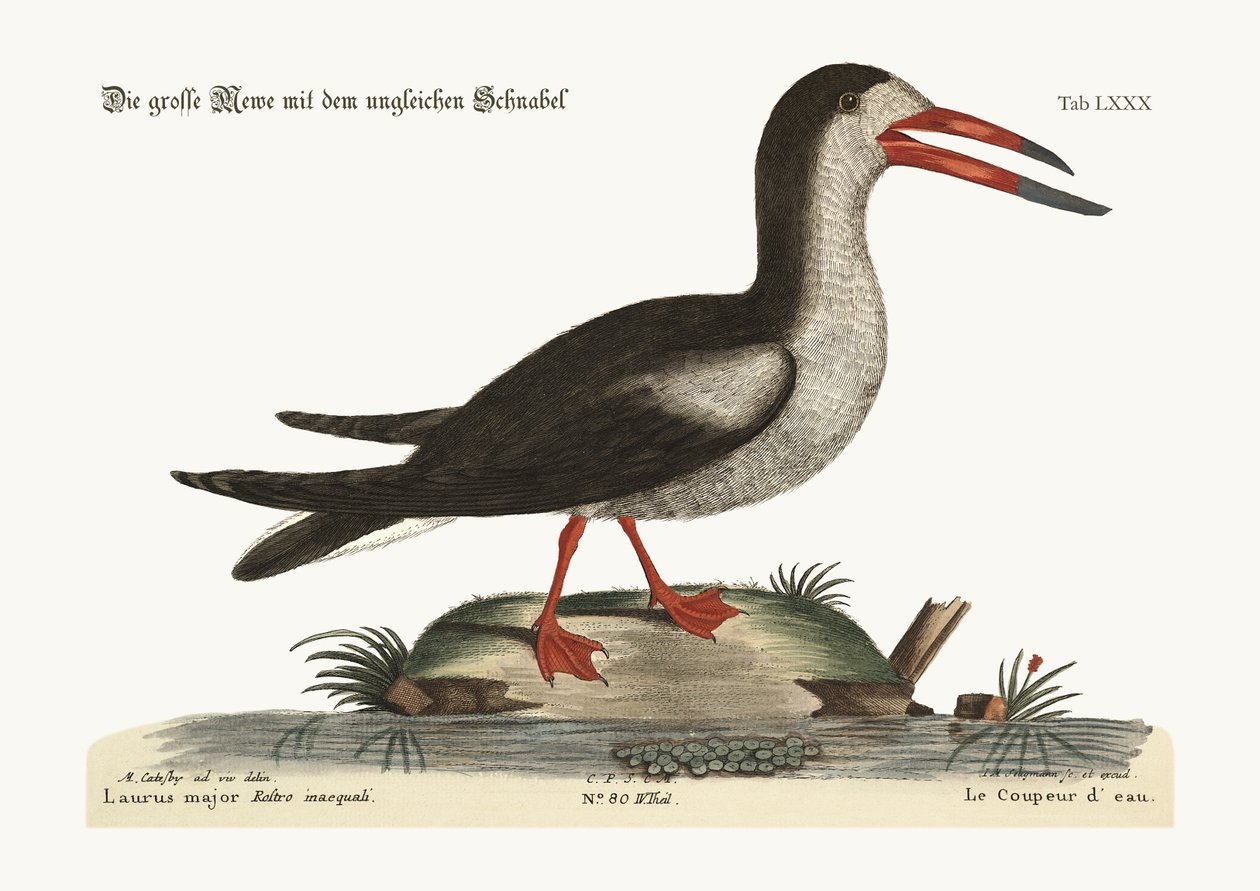 The Cut Water, 1749-73 av Mark Catesby