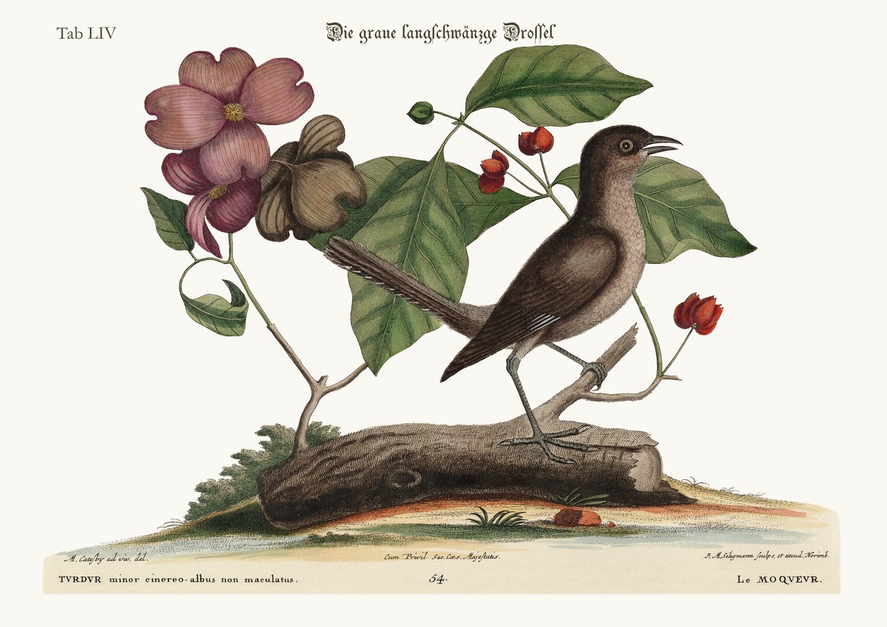 The Mock-Bird, 1749-73 av Mark Catesby