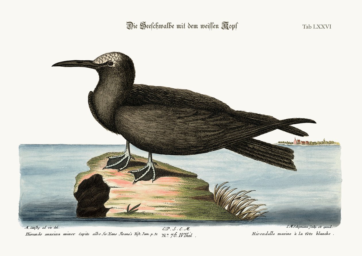 The Noddy, 1749-73 av Mark Catesby