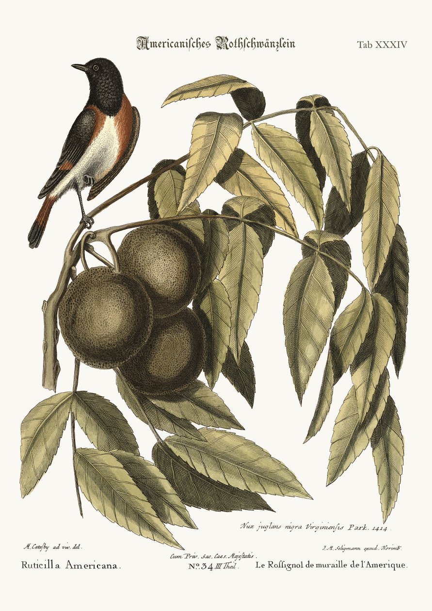 Rødstarten, 1749-73 av Mark Catesby