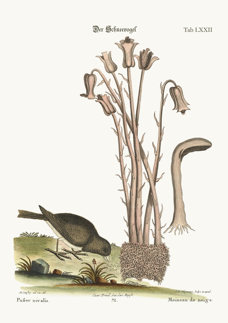 Snøfuglen, 1749-73 av Mark Catesby