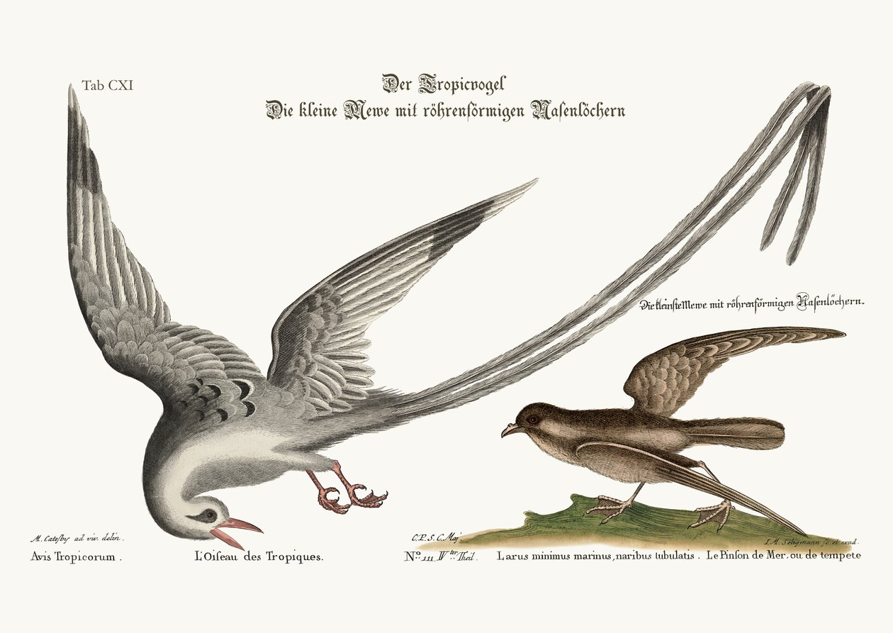 Tropick-fuglen. The Storm-Finck or Pittrel, 1749-73 av Mark Catesby