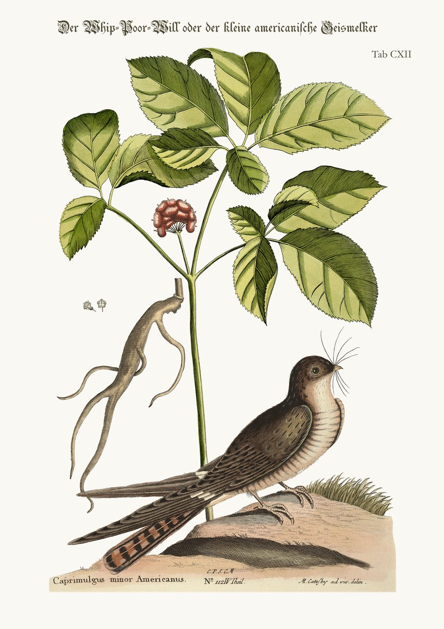 Pisk-fattig-viljen, 1749-73 av Mark Catesby
