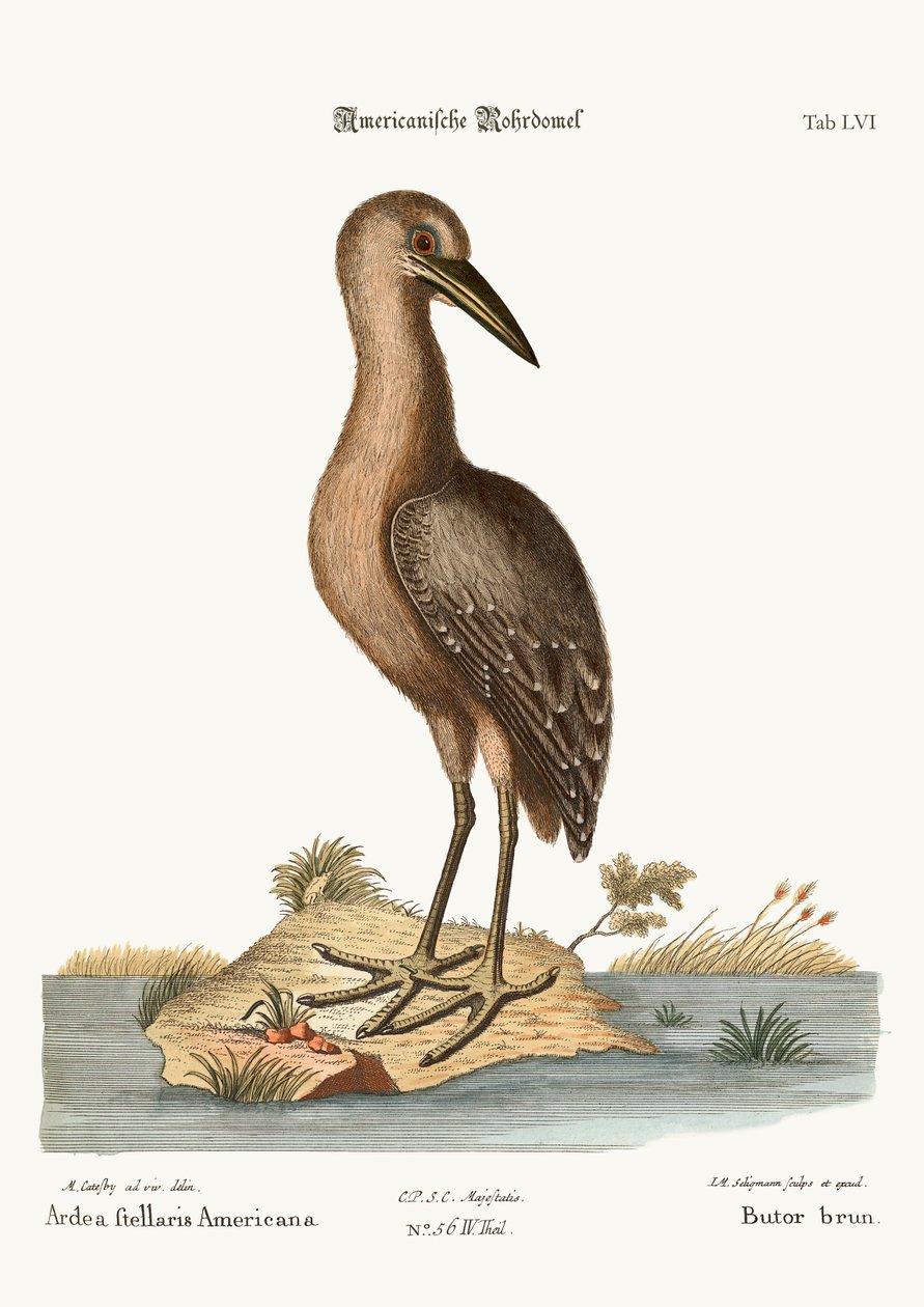Den brune Bittern, 1749-73 av Mark Catesby
