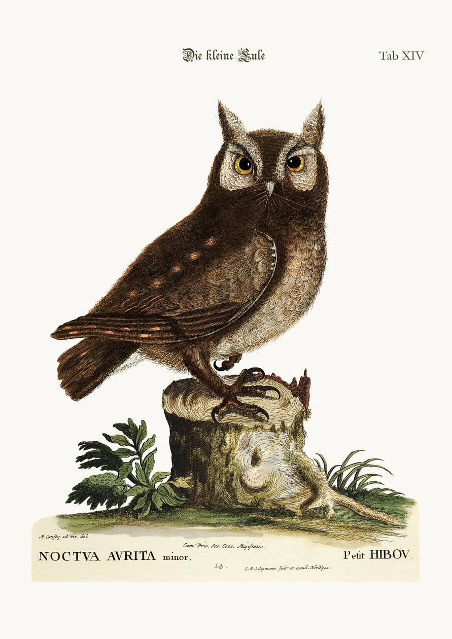 Den lille ugla, 1749-73 av Mark Catesby
