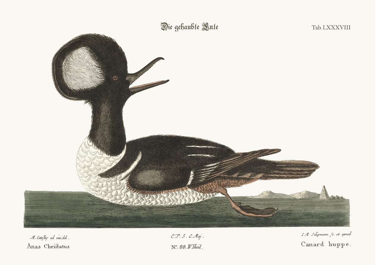 Den rundkrante anda, 1749-73 av Mark Catesby