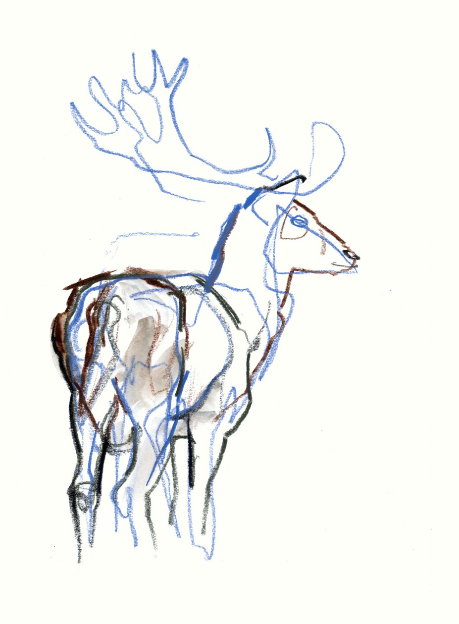 Fallow Buck, 2021 av Mark Adlington