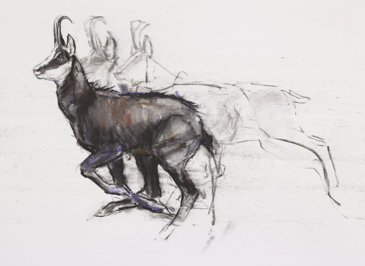 Running Chamois (kull und conte på papir) av Mark Adlington