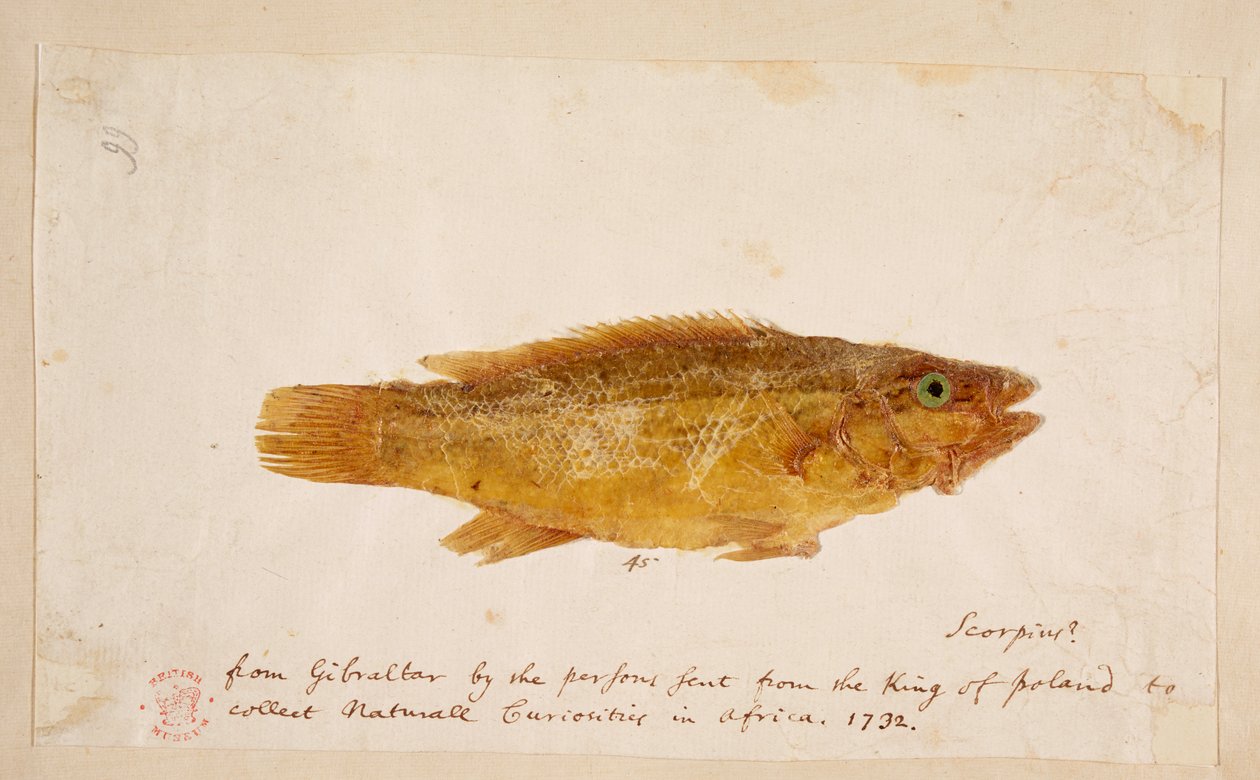 En fisk. av Mark Catesby