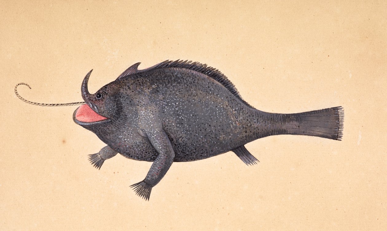 En fisk. av Mark Catesby