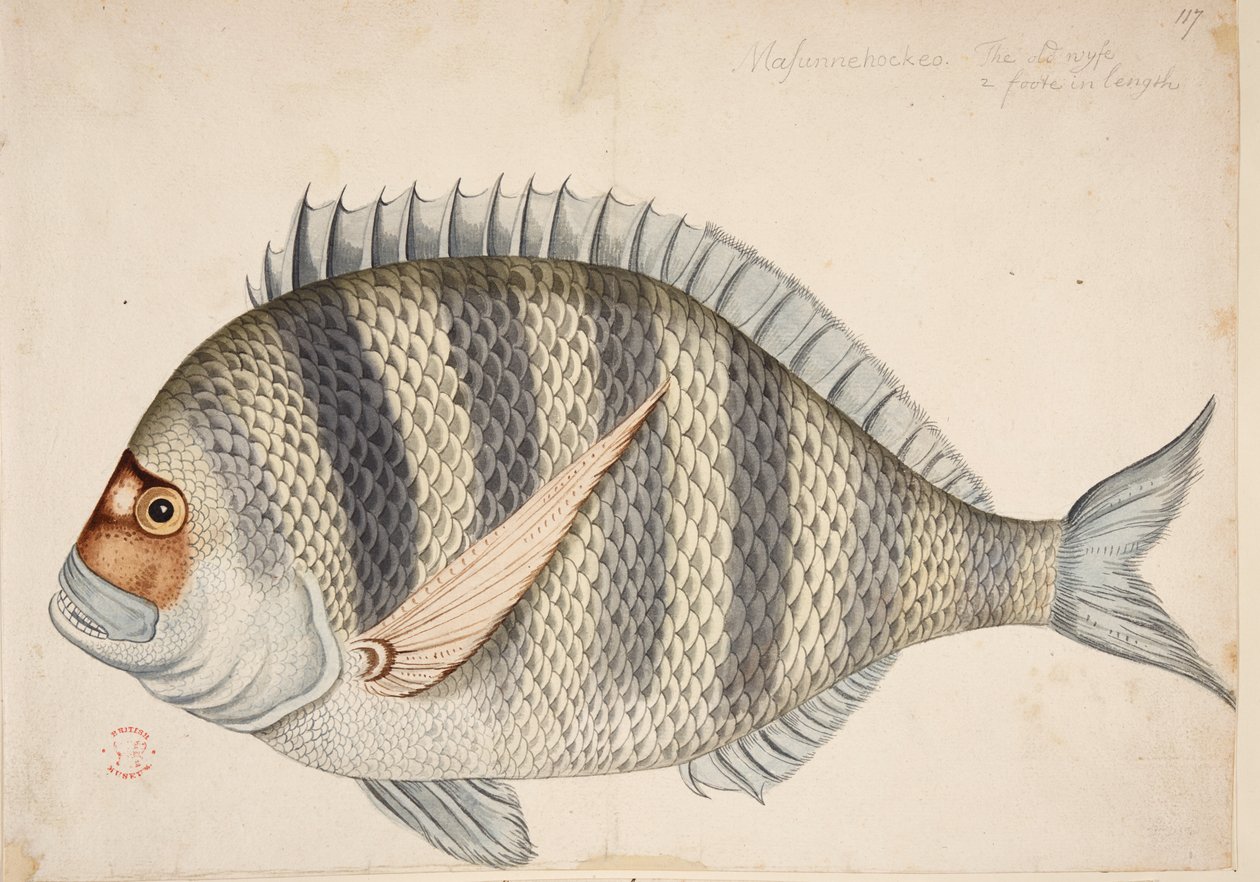 En fisk. av Mark Catesby