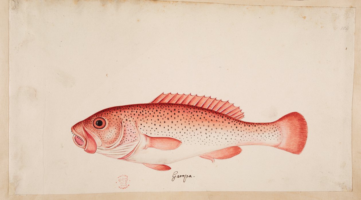 En fisk. av Mark Catesby