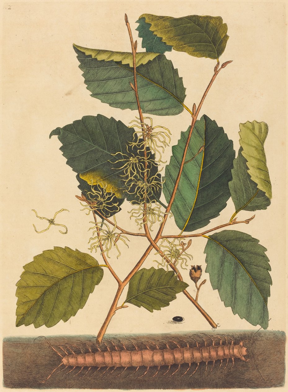 Tusenbein (Scolopendra morsitans) av Mark Catesby