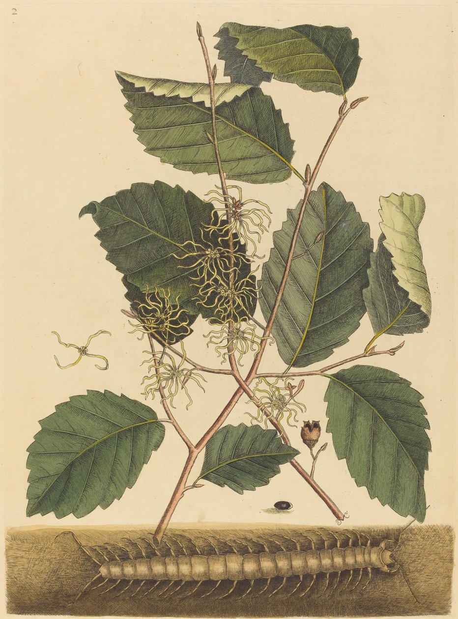 Tusenbein (Scolopendra morsitans) av Mark Catesby