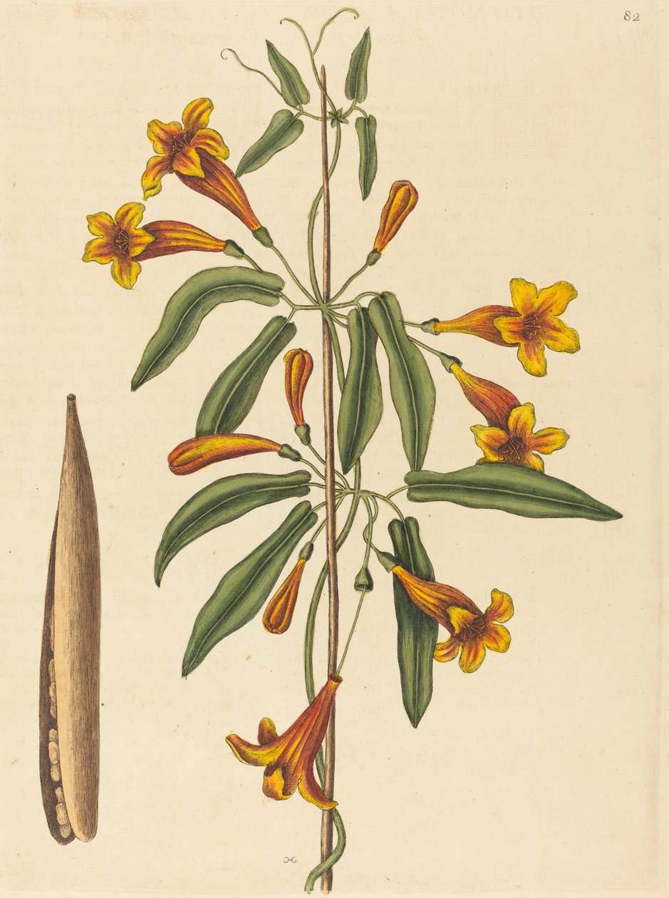Cross-vine Bignonia capreolata, utgitt 1754. av Mark Catesby