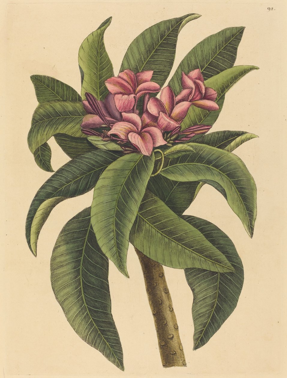 Rød Frangipani (Plumeria rubra) av Mark Catesby