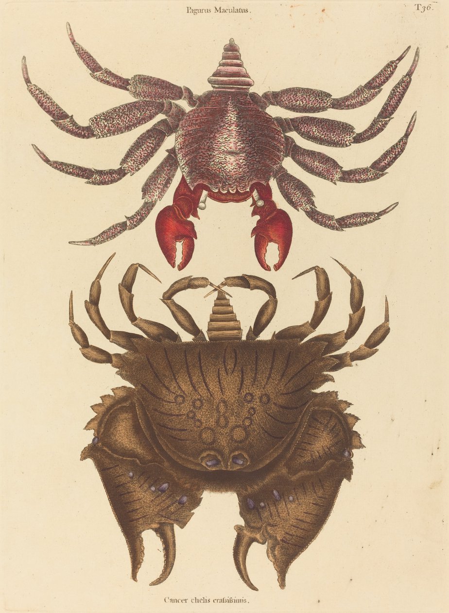 Rødflekket steinkrabbe (Cancer grapsus) av Mark Catesby