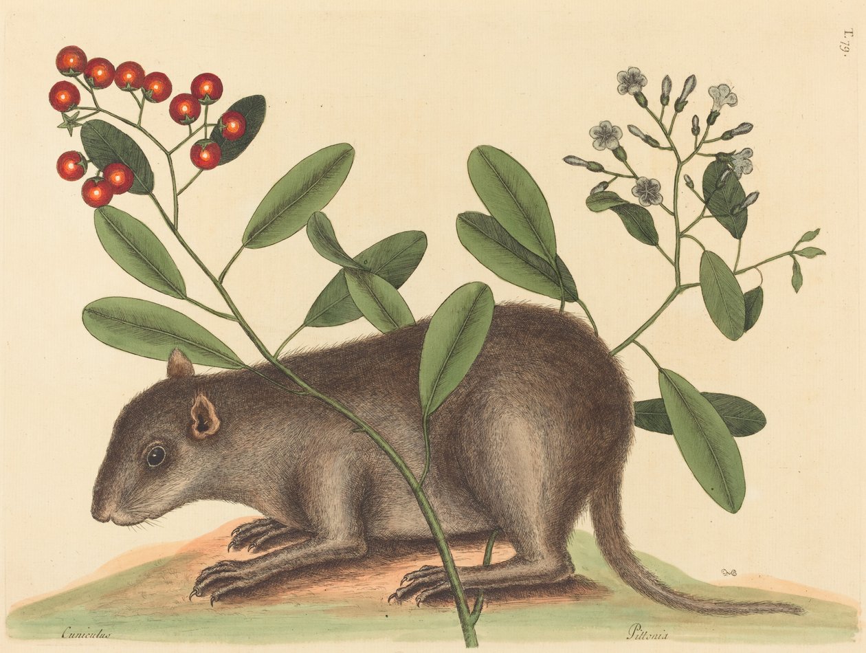 Bahama Coney (Mus Monax) av Mark Catesby
