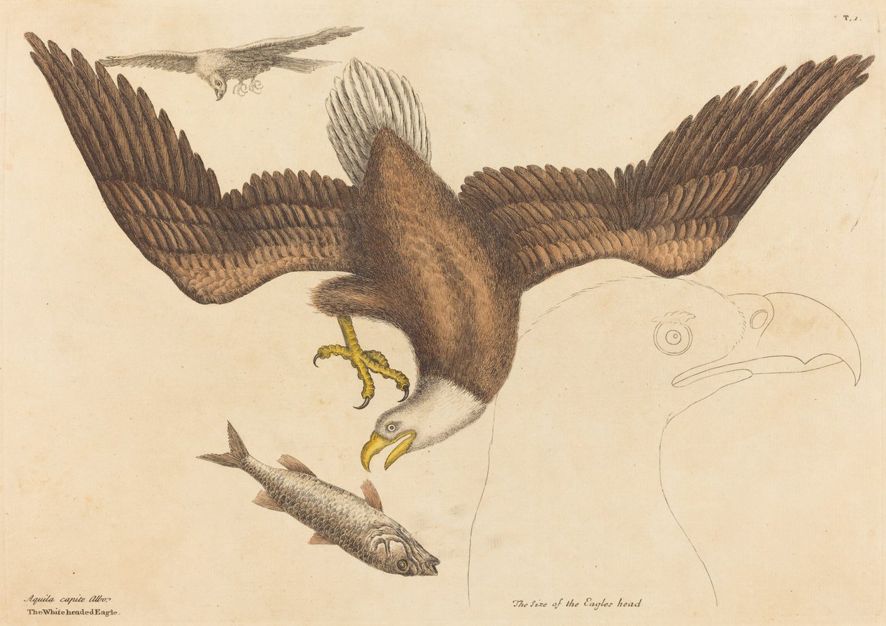 The Bald Eagle Falco leucocephalus, utgitt 1731-1743. av Mark Catesby