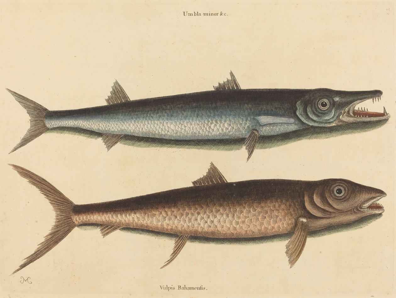 Barracudaen (Esox barracuda) av Mark Catesby