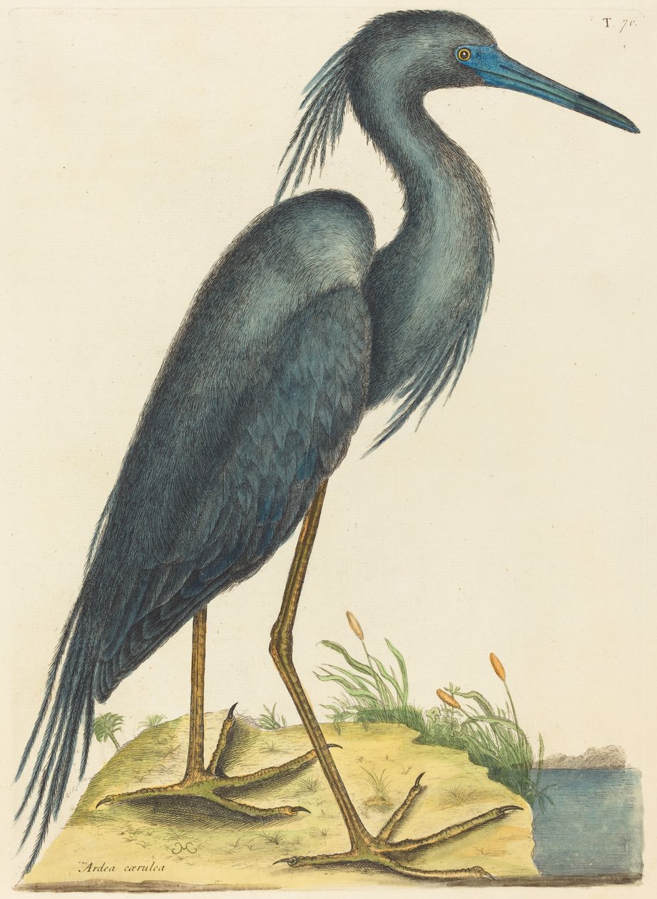 Den blå hegre (Ardea coerulea) av Mark Catesby
