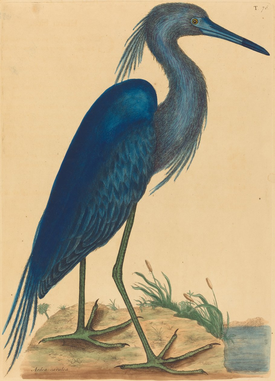 The Blue Heron Ardea coerulea, published 1731-1743.    1143633   no       norwegian Successfully Translated  Original: Christus in de hof van Getsemane Christus op de Olijfberg Translat: Christus in de hof van Getsemane Christus op de Olijfberg 1359690 no  av Mark Catesby