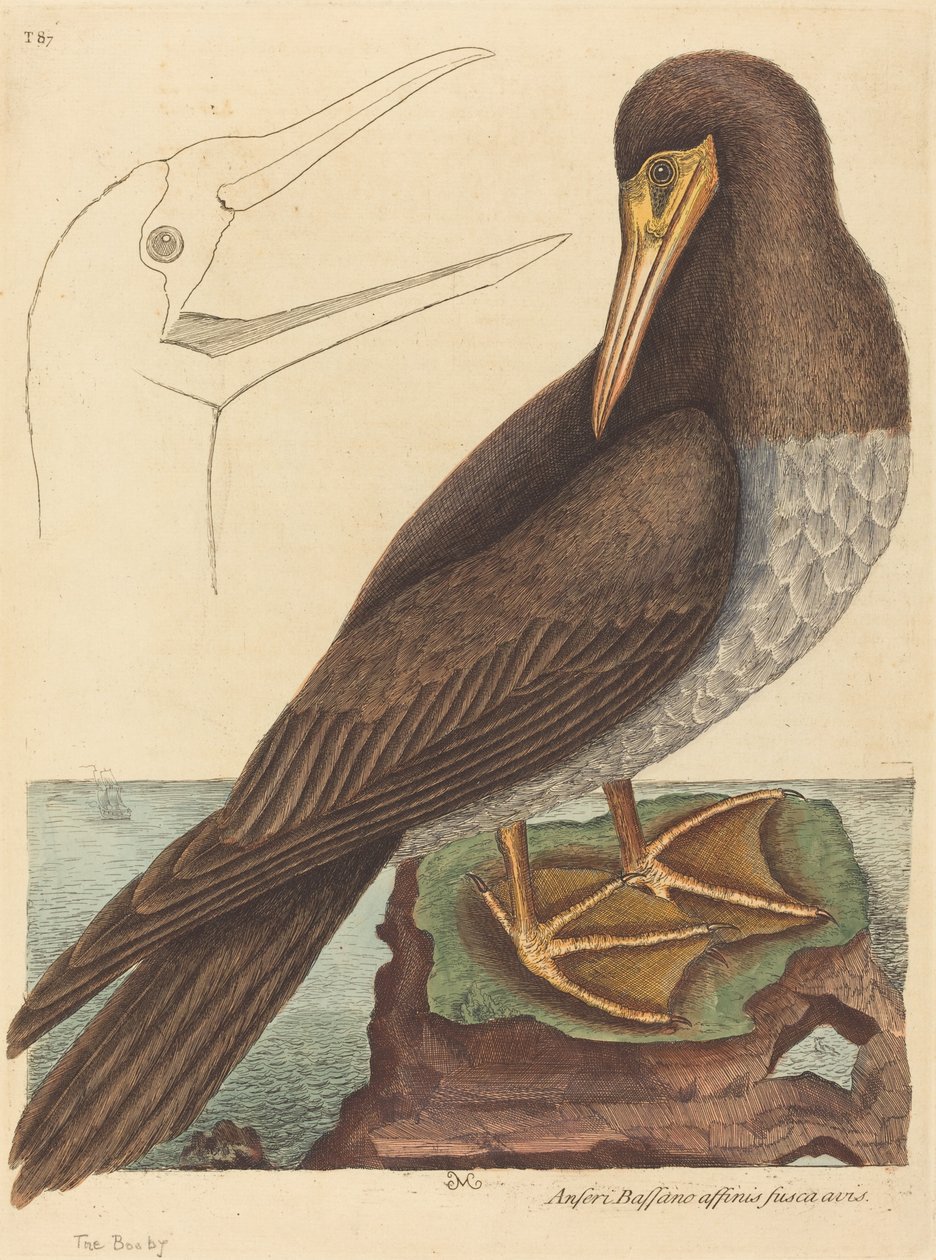 The Booby Pelecanus Sula, utgitt 1731-1743. av Mark Catesby