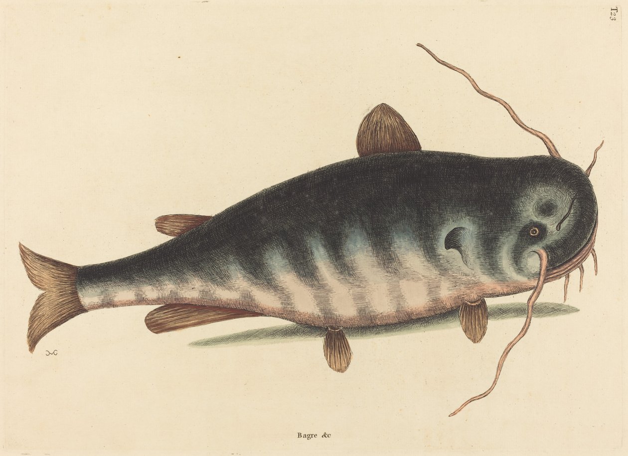 Steinbiten (steinbitkaktus) av Mark Catesby