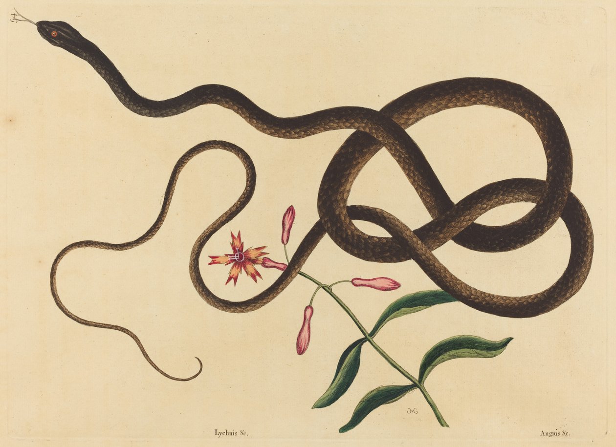 The Coach-Whip Snake (Coluber flagellum) av Mark Catesby