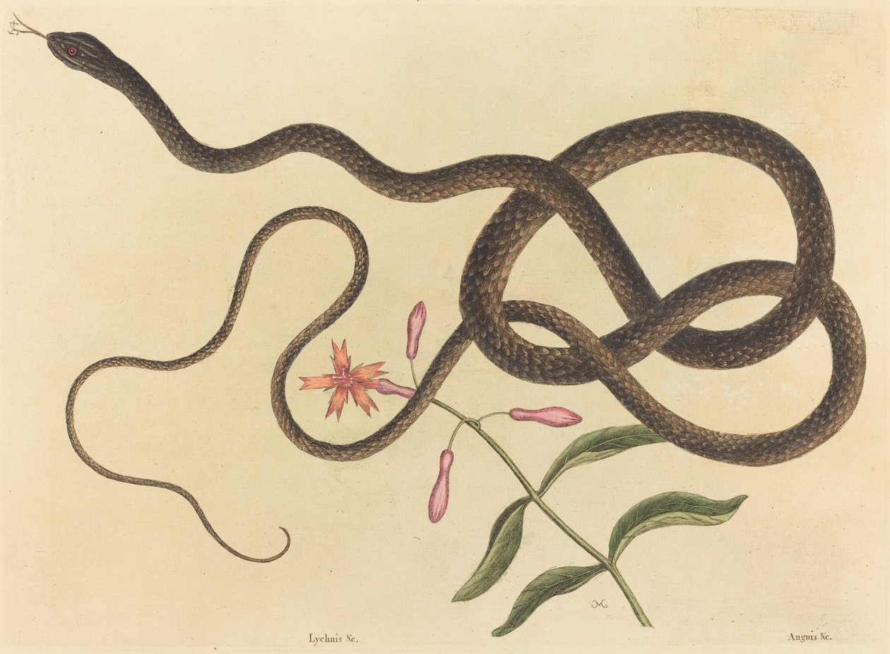 The Coach-pisk Snake (Coluber flagellum) av Mark Catesby