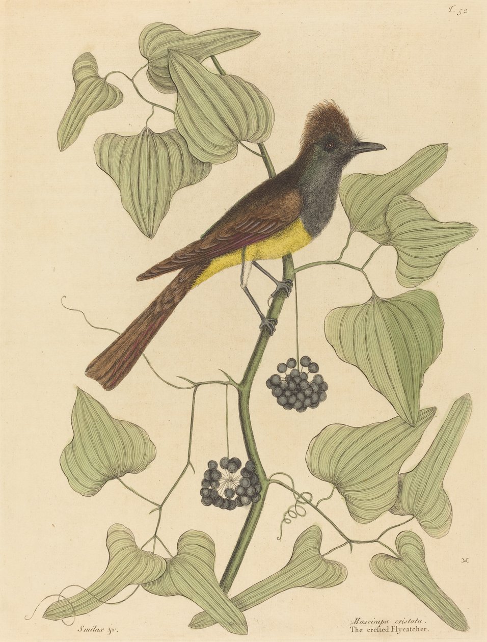 The Crested Fluesnapper (Muscicapa cristata) av Mark Catesby