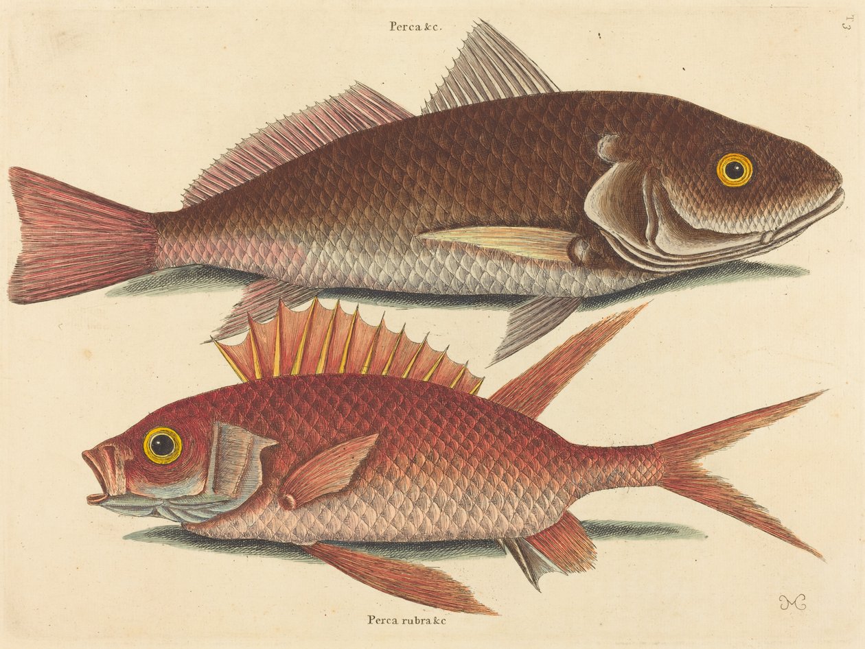 Krokeren (Perca undulata) av Mark Catesby