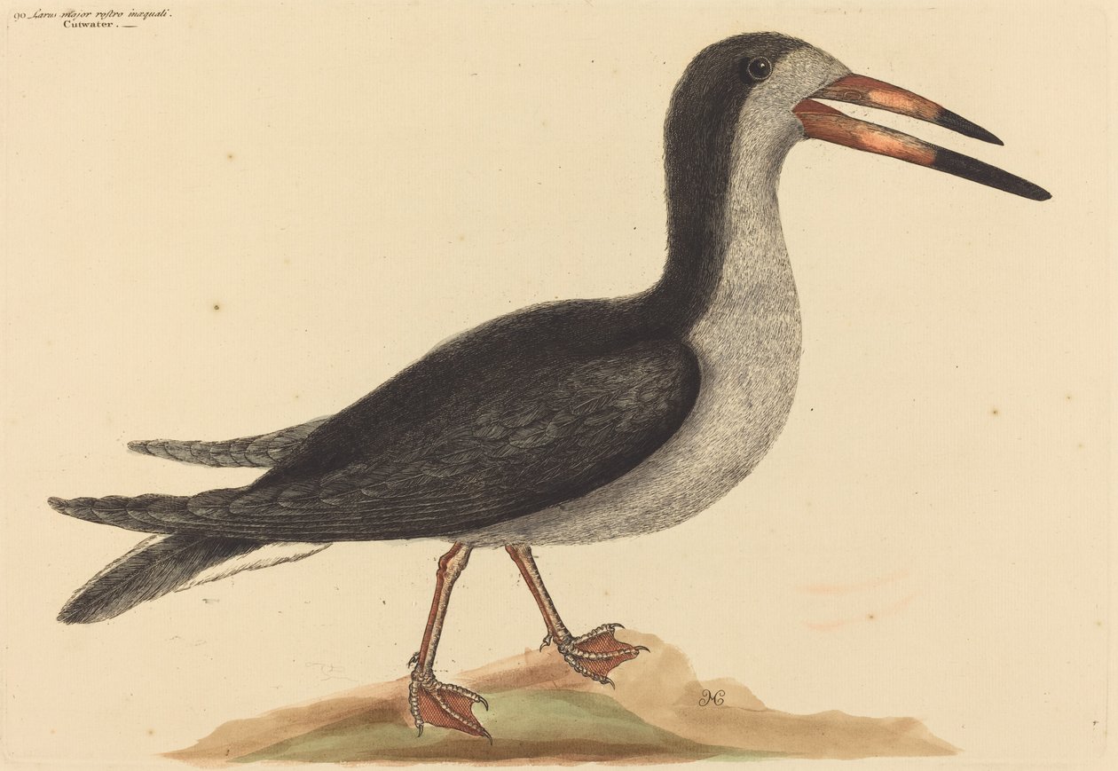 The Cutwater (Rhynchops nigra) av Mark Catesby