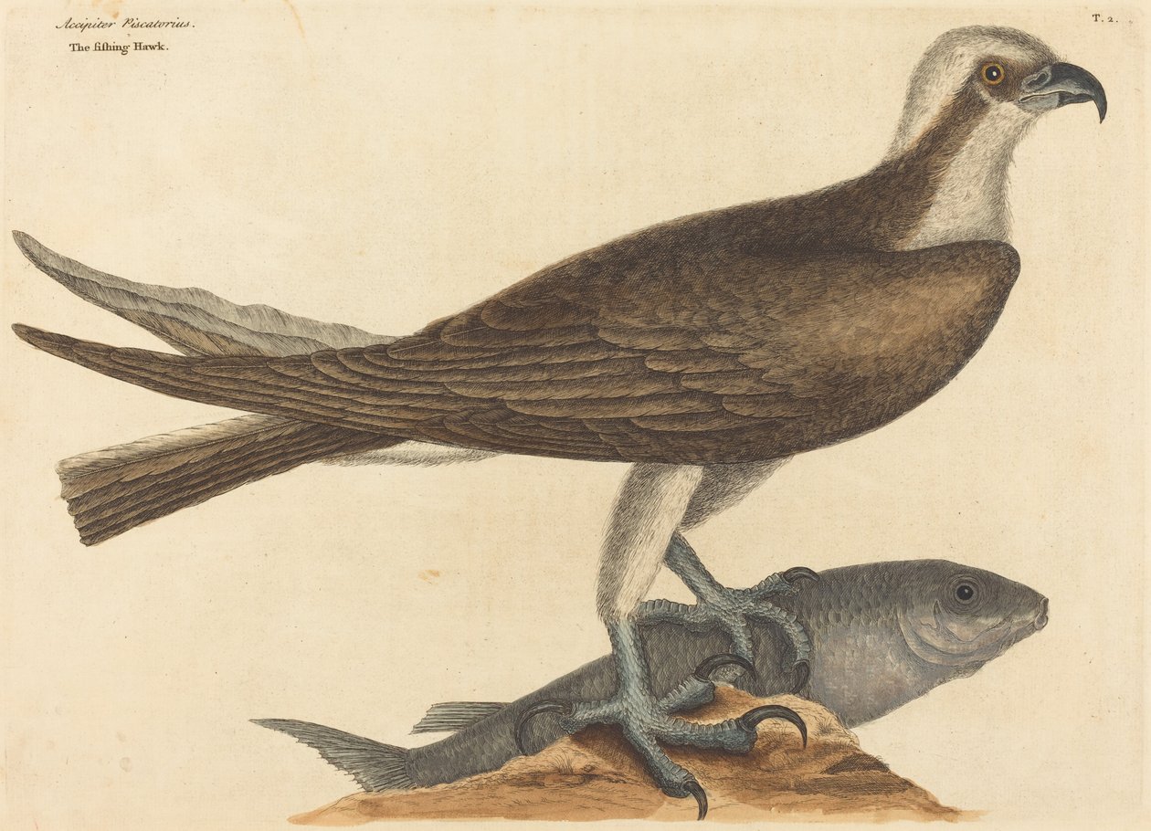 Fishing Hawk (Falco haliaetus) av Mark Catesby