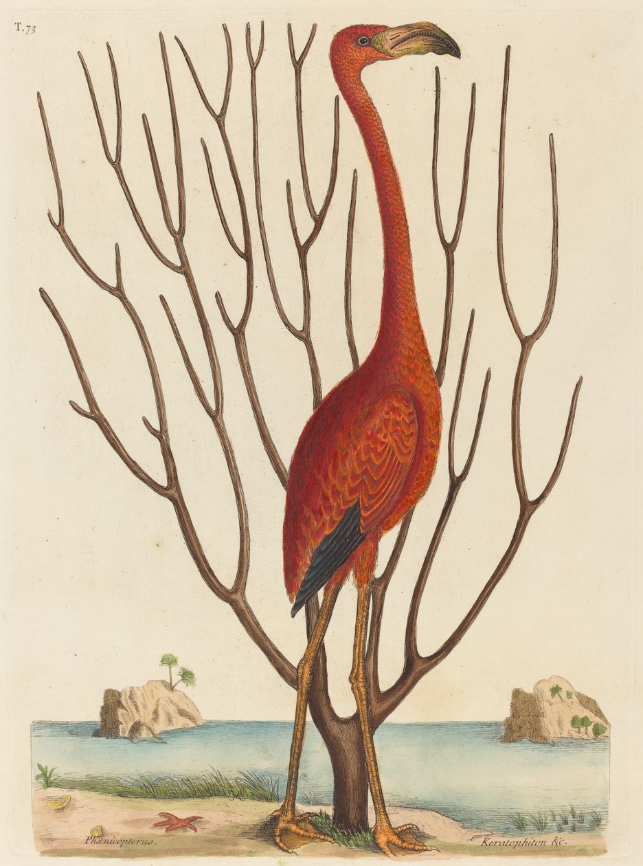 Flamingo Phoenicopterus ruber, utgitt 1731-1743. av Mark Catesby