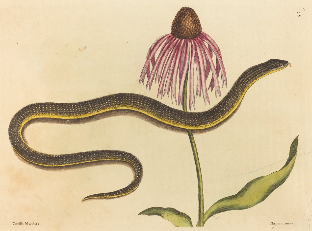 Glasslangen (Anguis ventralis) av Mark Catesby