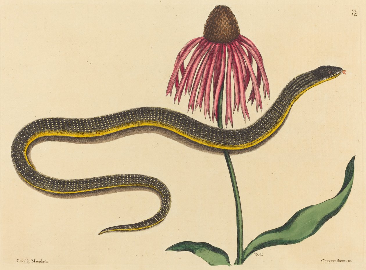 The Glass Snake Anguis ventralis, publisert 1731-1743. av Mark Catesby