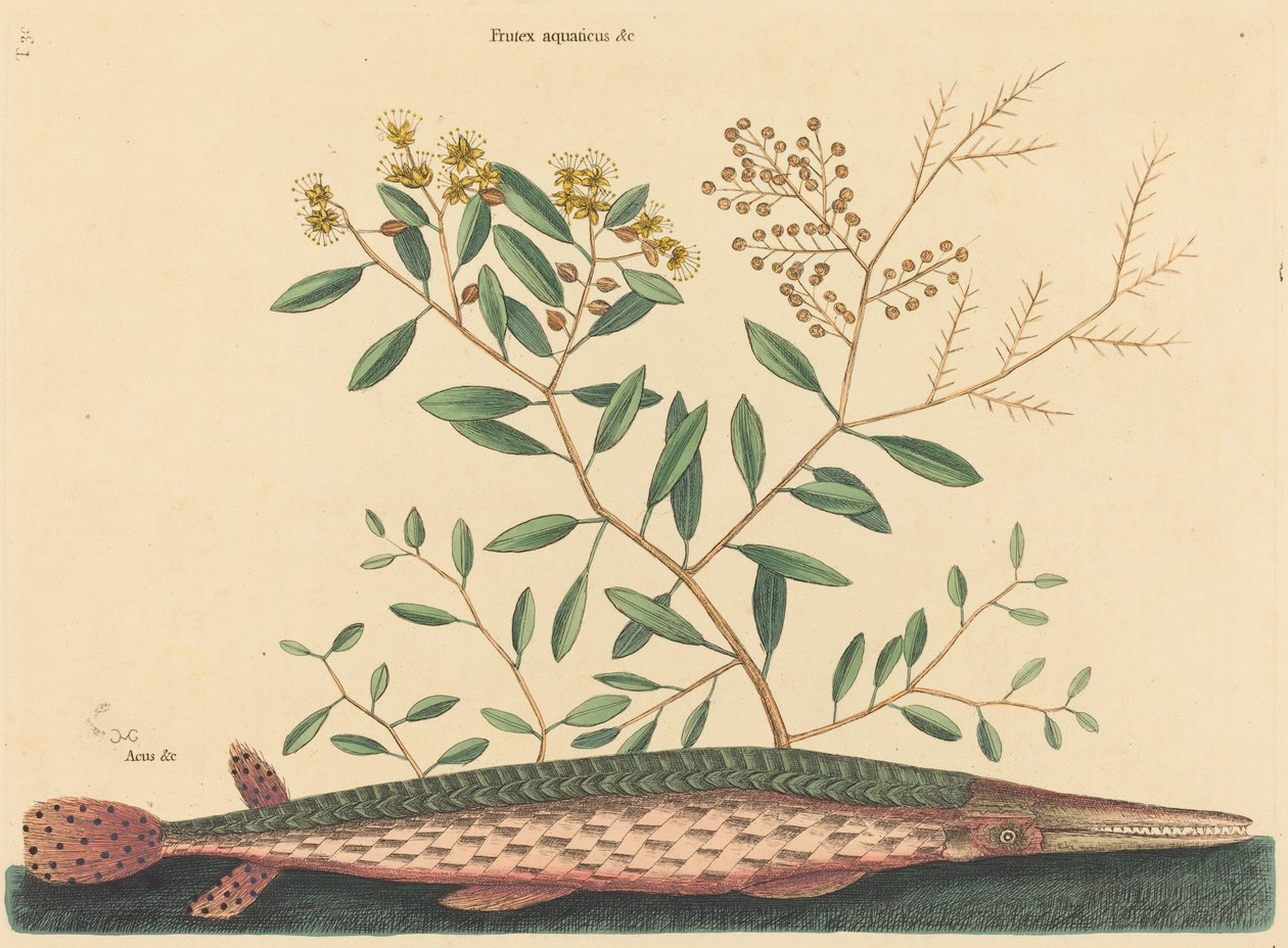The Green Gar Fish (Esox osseus) av Mark Catesby