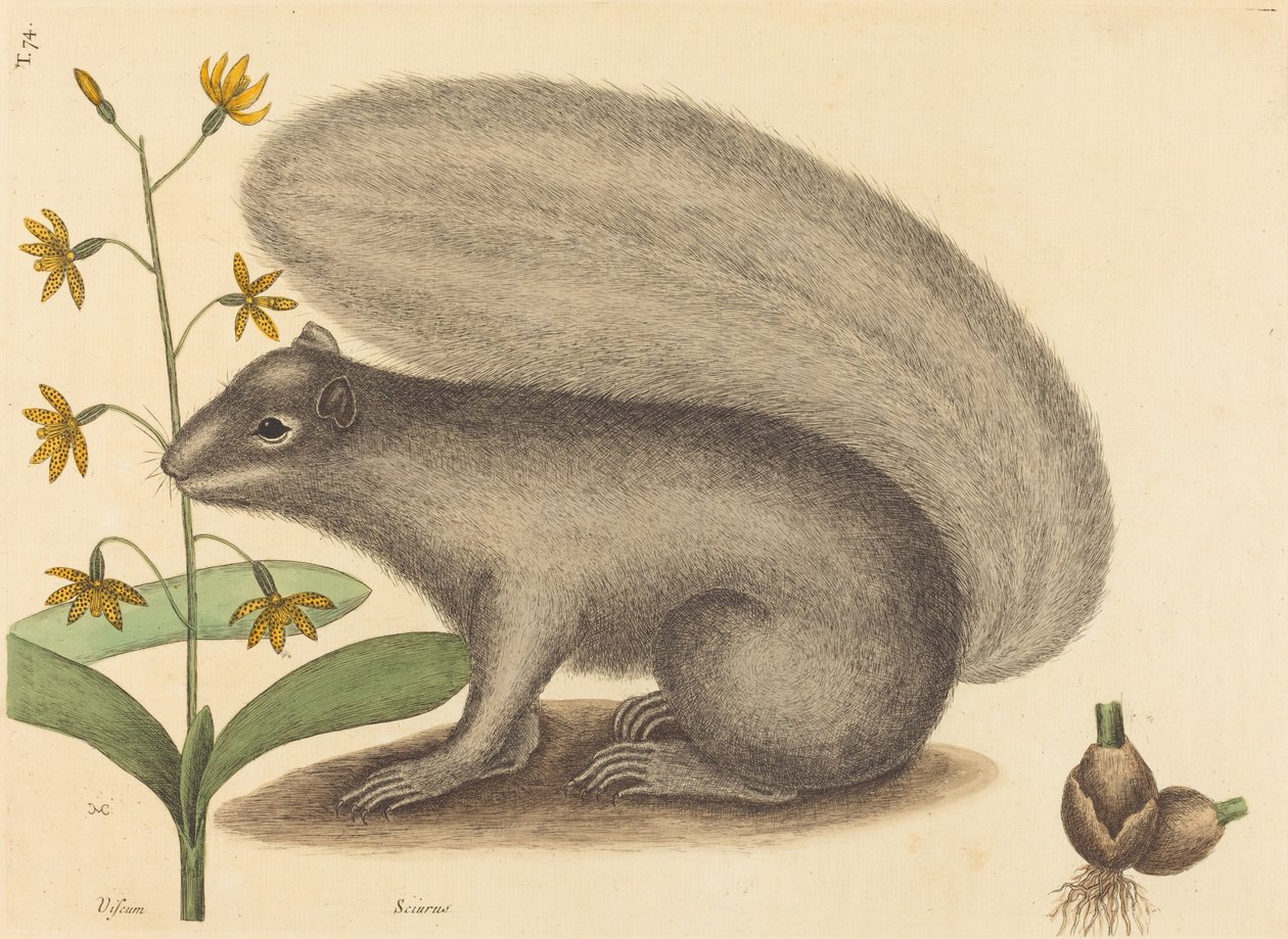 The Grey Fox Squirrel (Sciurus cinereus) av Mark Catesby