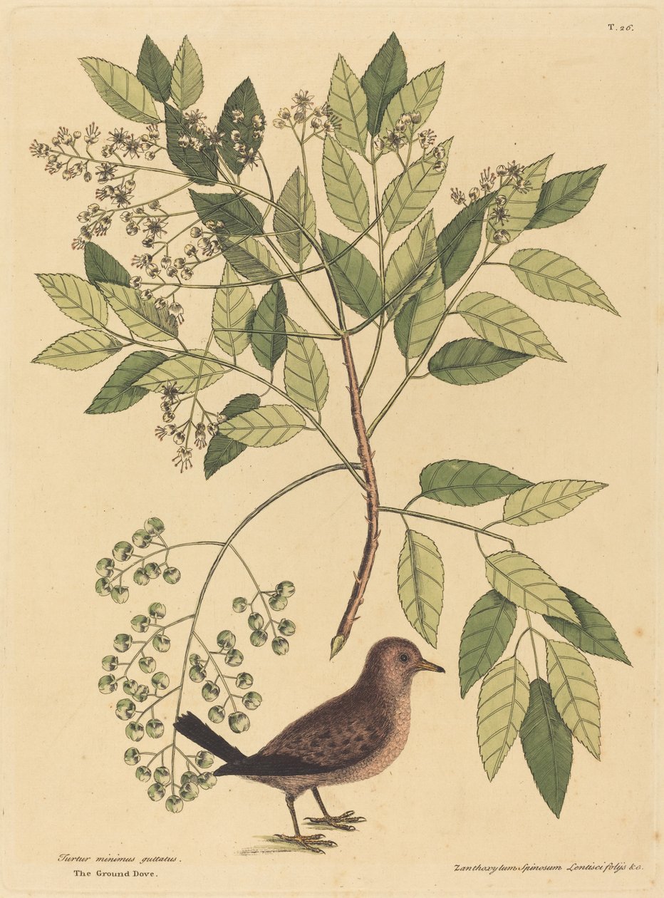 The Ground Dove (Columba passerina) av Mark Catesby